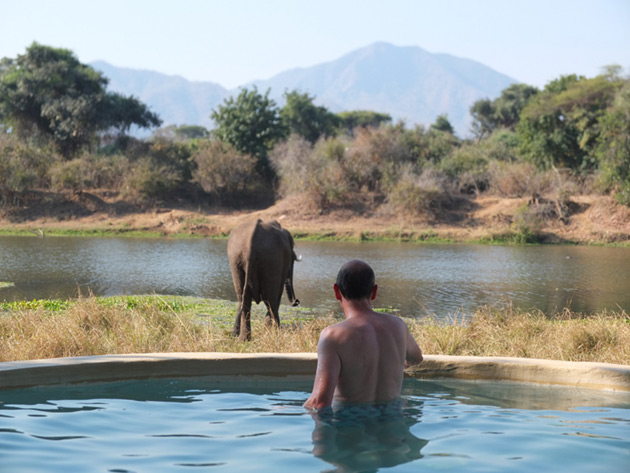 Elephant in Botswana