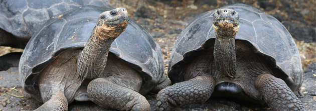 Galapagos giant tortoise pair