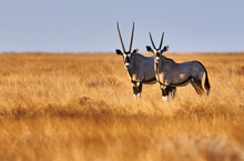 Oryx in Namibia