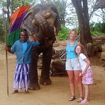 Asian elephant in Sri Lanka
