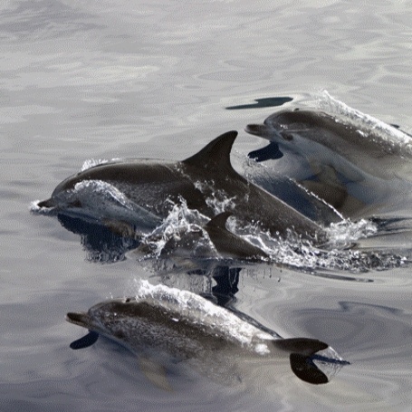 Dolphins in the Azores
