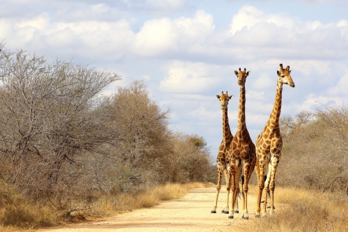 Giraffe in South Africa