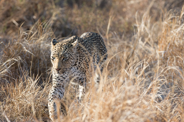 Leopard in South Africa