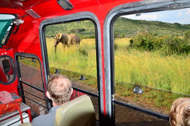 Elephant in South Africa