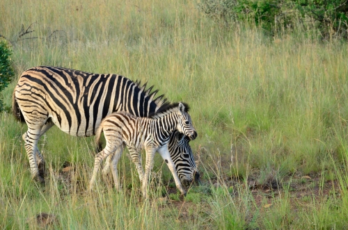 Zebra in South Africa