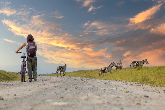Girl cycling past zebras in Hells Gate National Park, Kenya