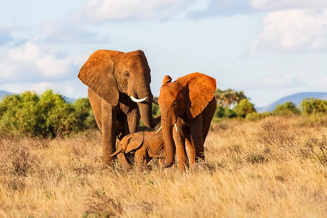Elephant family in the Masai Mara, Kenya