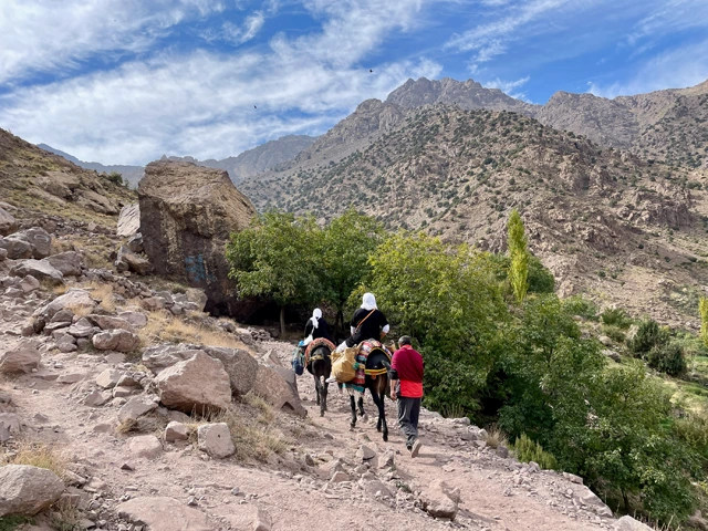 Mules in the Atlas Mountains, Morocco
