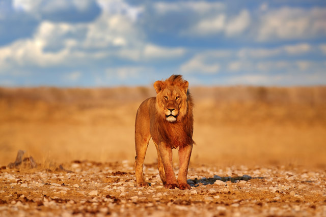 Lion in Etosha National Park, Namibia
