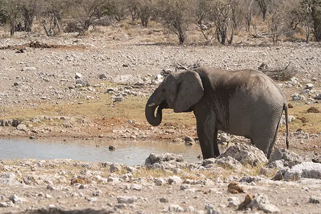 Elephant drinking at waterhole in Namibia.