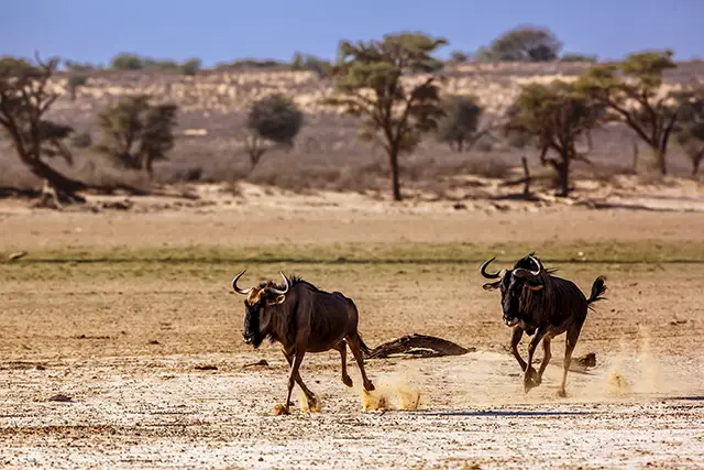 Wildabeest running in Namibia