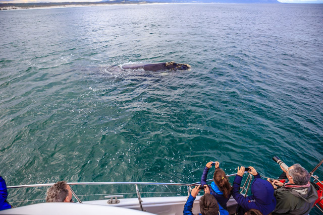 Whale watching boat trip and southern right whale in Hermanus, South Africa
