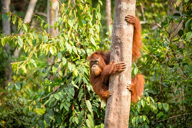 Orangutan in Borneo