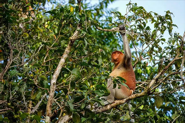 Proboscis monkey in Borneo