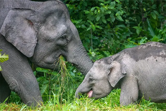 Pygmy elephants in Borneo