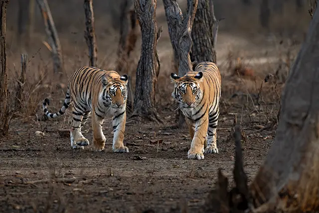 Pair of tigers in Panna National Park, India