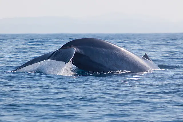 Blue whale in Sri Lanka