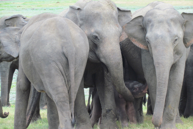 Elephants in Sri Lanka