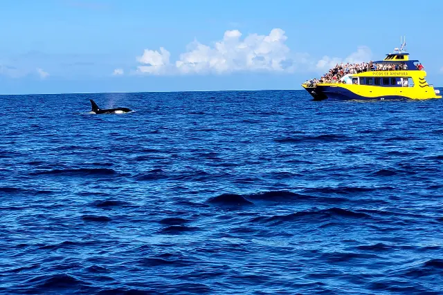 Image of orca surfacing in the Azores.