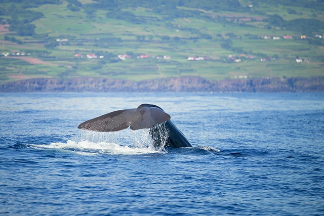 Sperm whale tail in the Azores