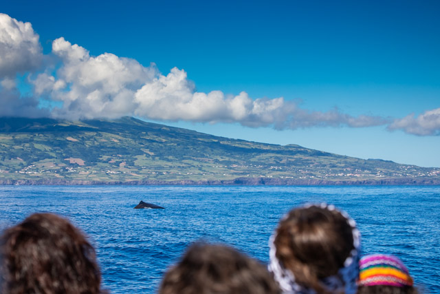 Sperm whale in the Azores