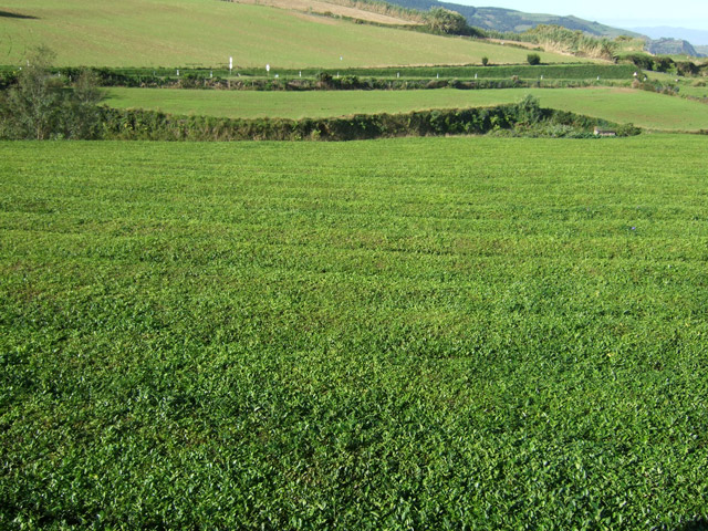 Gorreana tea plantation in the Azores
