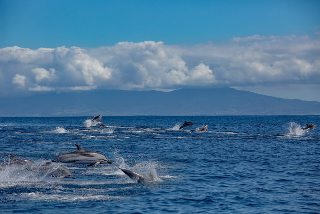 Pod of striped dolphins in the Azores