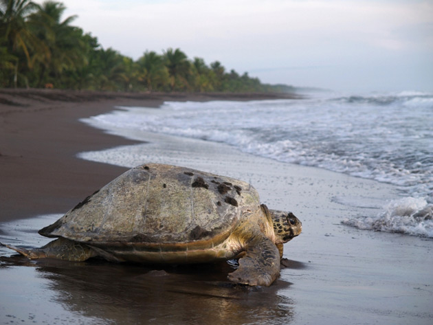 Turtle in Tortuguero, Costa Rica
