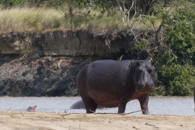 Hippopotamus in Tanzania.