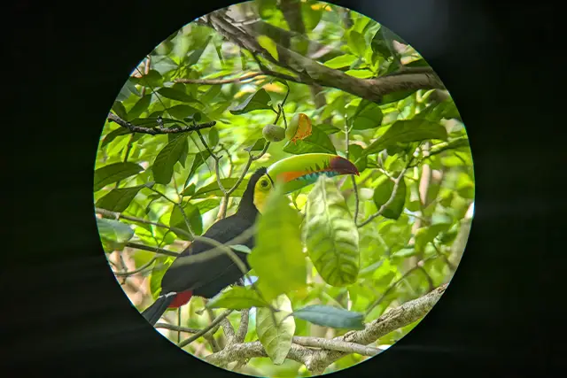 Toucan in Costa Rica