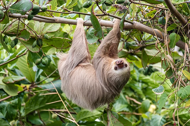 Hoffman's two-toed sloth in Costa Rica
