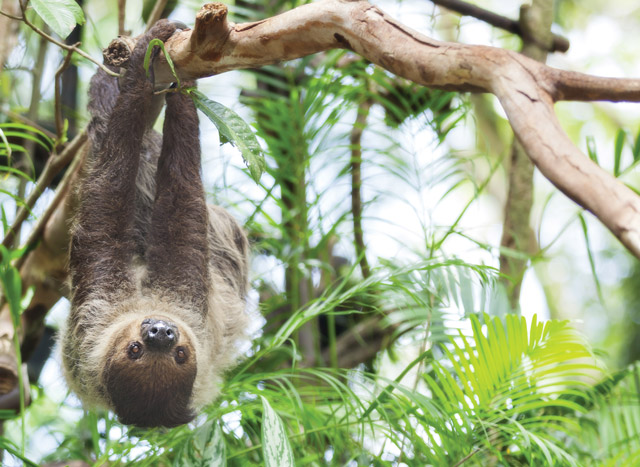 Sloth in Costa Rica