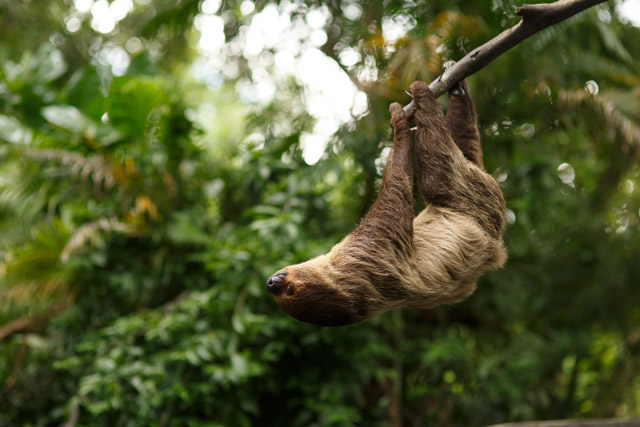 Three-toed sloth in Costa Rica