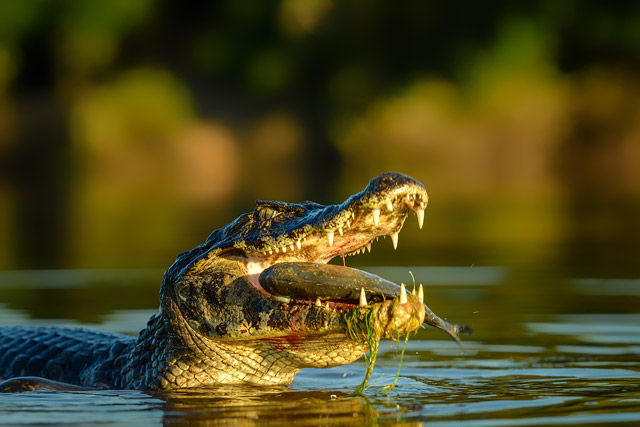 Caiman in Ecuador