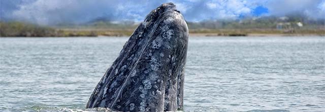 Grey whale in Mexico