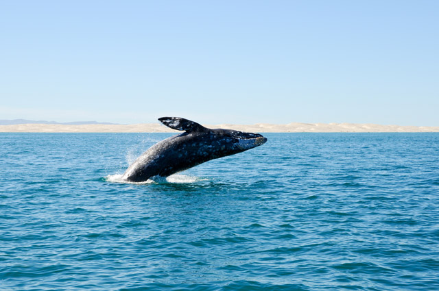 Grey whale in Baja Mexico