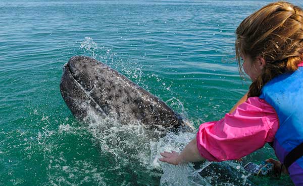 Young girl reaching out to stroke a grey whale in Baja, Mexico.