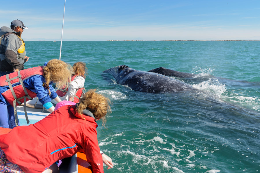 Family reaching out to stroke a grey whale in Baja, Mexico.