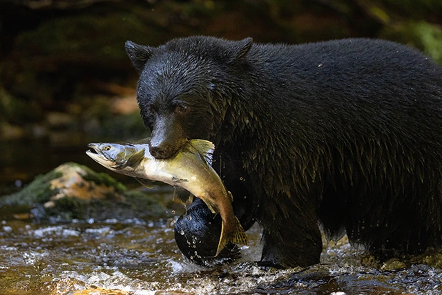 Black bear with salmon in Vancouver Island, Canada