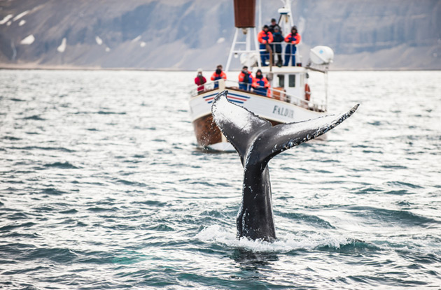Whale tail in Iceland, with boat behind it
