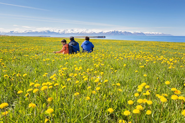 Family in a meadow in Iceland