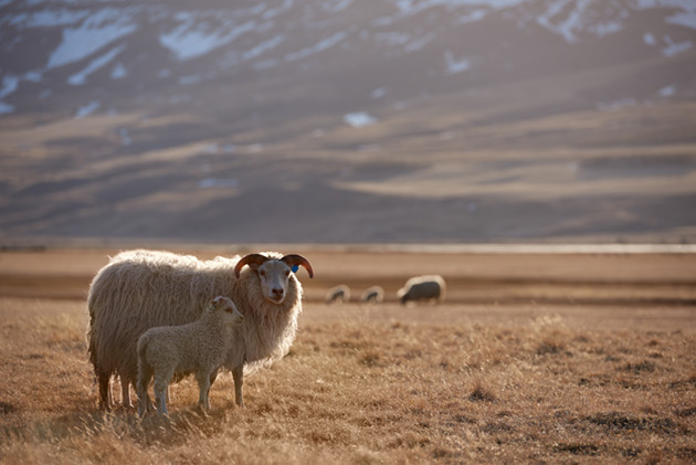 Sheep in Iceland
