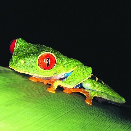 Tree frog in Costa Rica