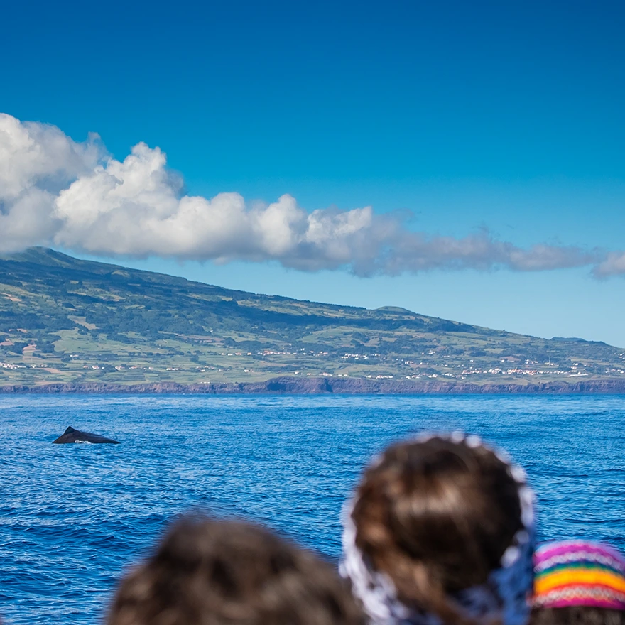 Sperm whale seen on a boat trip between Pico and Faial in the Azores