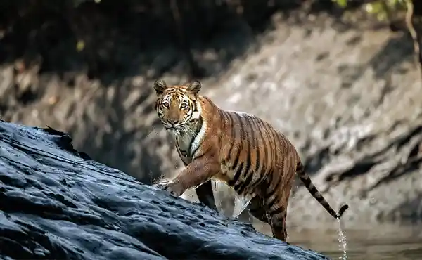 Bengal tiger in Nepal.