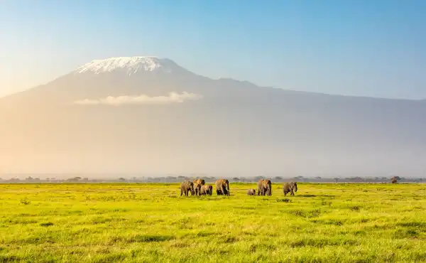 A herd of elephants with Mt. Kilimanjaro in the background.