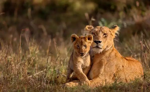 Lioness lying down with cub in Kenya.