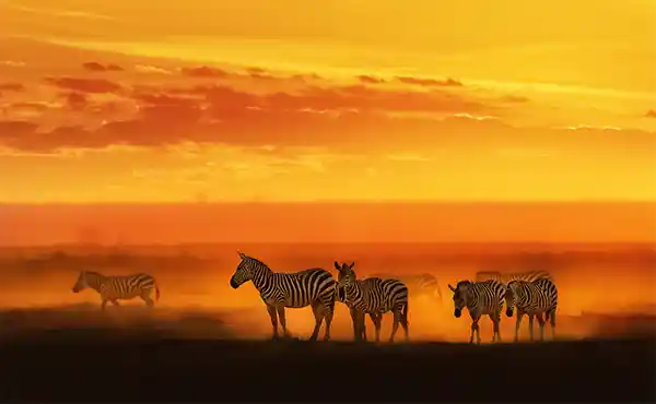Zebras at sunset in Kenya