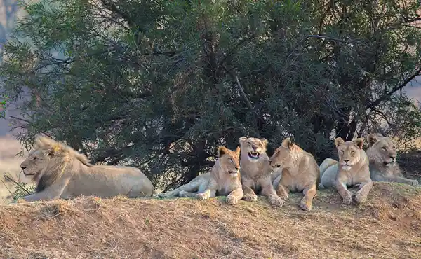 Pride of lion in South Africa