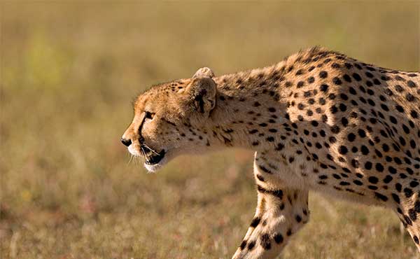 Cheetah in Botswana